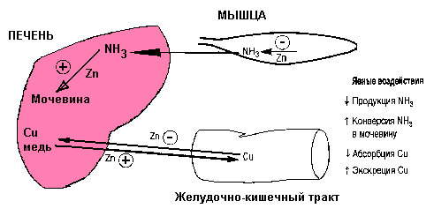 экспресс-диета очищающие коктейли